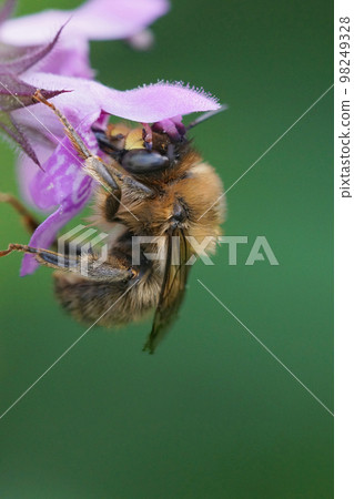Closeup on a male fork-tailed flower bee, Anthophora furcata hanging on a purple flower of hedge woundwort, Stachys sylvatica in the garden 98249328