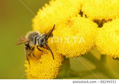 Closeup on a decolored, brown-haired male yellow-legged mining bee, Andrena flavipes , on a yellow Tancy flower, Tanacetum vulgare 98249331