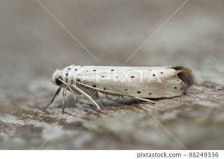 Closeup on small and white with black rows of black micro moth of the Ermine family, Yponomeuta species Closeup on small and white with black rows of black micro moth of the Ermine family, Yponomeuta species 98249336