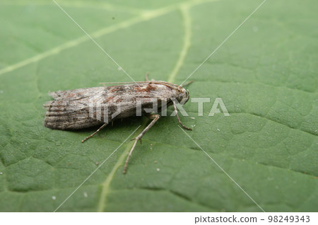 Closeup on the small Dotted oak knot-horn moth Phycita roborella 98249343