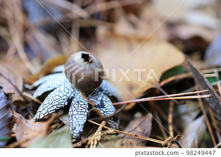 阿斯特賴俄斯Hygrometricus 98249447