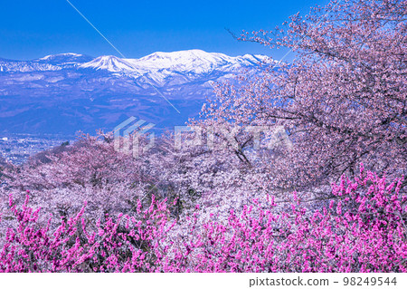 【福島縣/花見山公園】百花繁華，福島四月有世外桃源 98249544