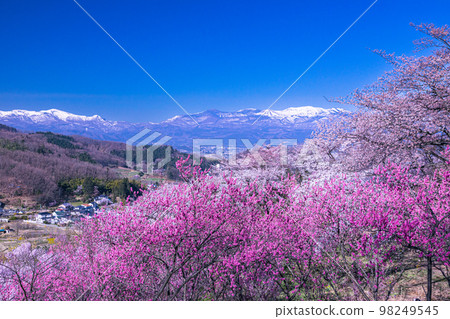 【福島縣/花見山公園】百花繁華，福島四月有世外桃源 98249545