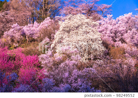 【福島縣/花見山公園】百花繁華，福島四月有世外桃源 98249552