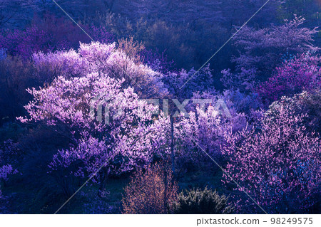 [Fukushima Prefecture/Hanamiyama Park] Hundreds of flowers prosperity, there is a paradise in Fukushima April 98249575