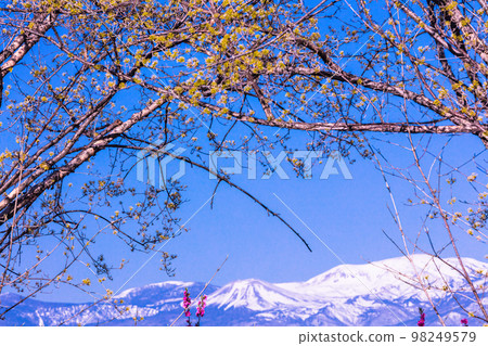 [Fukushima Prefecture/Hanamiyama Park] Hundreds of flowers prosperity, there is a paradise in Fukushima April 98249579