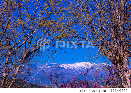 [Fukushima Prefecture/Hanamiyama Park] Hundreds of flowers prosperity, there is a paradise in Fukushima April 98249581