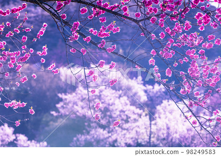 [Fukushima Prefecture/Hanamiyama Park] Hundreds of flowers prosperity, there is a paradise in Fukushima April 98249583
