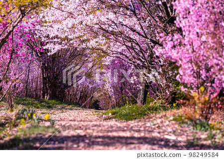 [Fukushima Prefecture/Hanamiyama Park] Hundreds of flowers prosperity, there is a paradise in Fukushima April 98249584