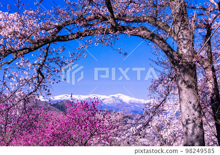 [Fukushima Prefecture/Hanamiyama Park] Hundreds of flowers prosperity, there is a paradise in Fukushima April 98249585