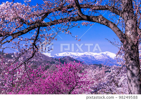 [Fukushima Prefecture/Hanamiyama Park] Hundreds of flowers prosperity, there is a paradise in Fukushima April 98249588
