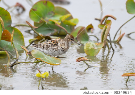 Spring, migratory birds in lotus fields, quail sandpipers 98249654