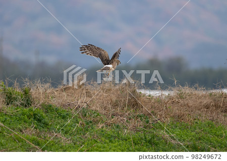 A juvenile gray husky overwintering in the grasslands in winter A juvenile gray husky overwintering in the grasslands in winter 98249672