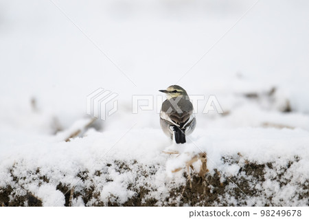 White wagtail resting on the snow in winter01 98249678