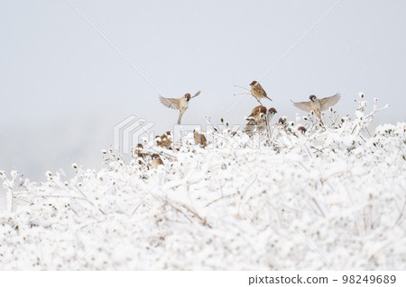 一隻麻雀在冬天 02 的雪枝上休息 一隻麻雀在冬天 02 的雪枝上休息 98249689