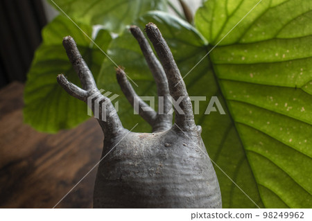Gracilis, a popular tuberous plant Gracilis, a popular tuberous plant 98249962