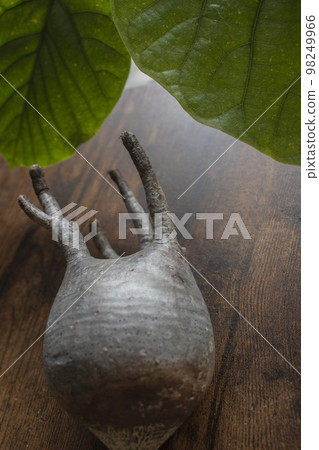 Gracilis,一種流行的塊莖植物 Gracilis,一種流行的塊莖植物 98249966