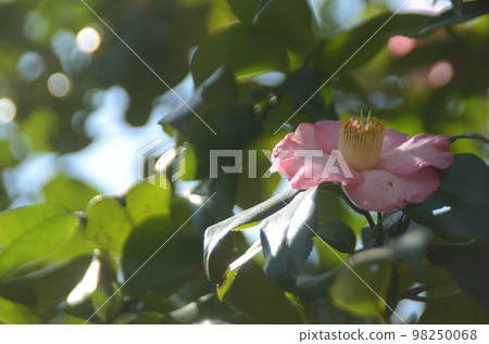 cold spring weather 98250068