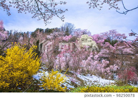 [Fukushima Prefecture/Hanamiyama Park] Spring Snow Taoyuan Village April 98250078