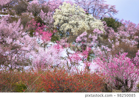 [Fukushima Prefecture/Hanamiyama Park] Spring Snow Taoyuan Village April 98250085