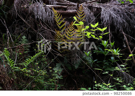 Fresh green 98250086