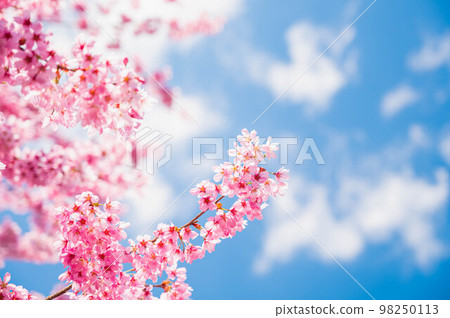 在盛開和藍天的櫻花 98250113