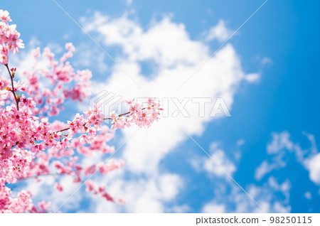 Cherry blossoms in full bloom and blue sky Cherry blossoms in full bloom and blue sky 98250115
