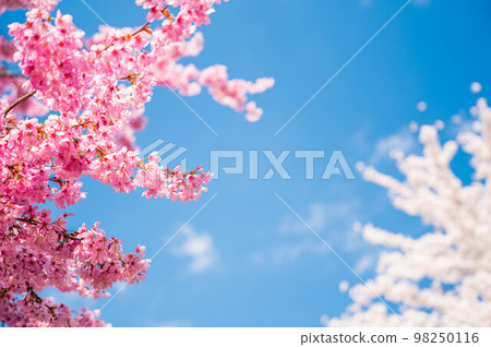 The arrival of spring Cherry blossoms and blue sky 98250116