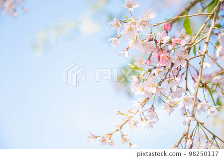 春天的藍天和垂枝櫻花 98250117