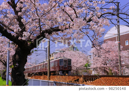 Hankyu Railway (Amagasaki City, Hyogo Prefecture) Running along the cherry blossom trees near Mukonoso Station 98250148
