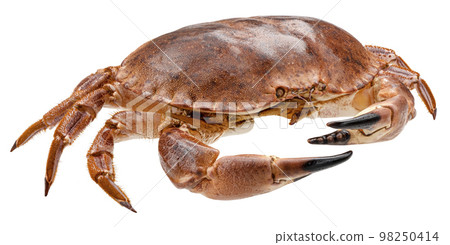 Crab isolated on white background 98250414