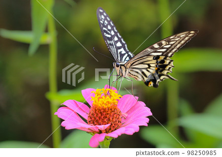 在飛蛾期間的Swallowtail燕尾 98250985