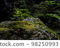 石頭上的綠芽 98250993
