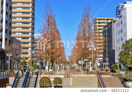 濱松市冬季 Act 街沿線的水杉樹 98251112
