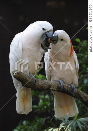 Couple moluccan cockatoo bird is love and eatting in garden 98251143