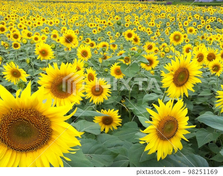 sunflower	 98251169