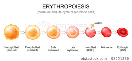 Erythropoiesis. red blood cells formation 98251286
