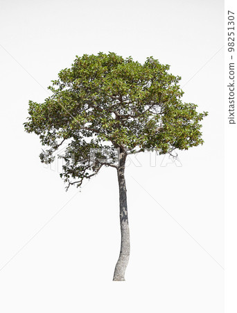 trees on white background isolated 98251307