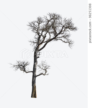 Dead dry tree and branches on white background Dead dry tree and branches on white background 98251308
