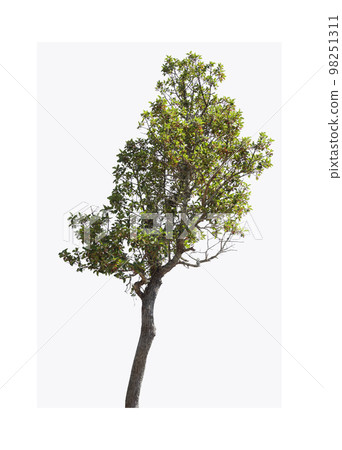trees on white background isolated trees on white background isolated 98251311
