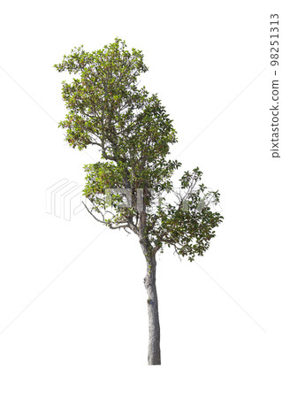 trees on white background isolated trees on white background isolated 98251313