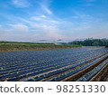 Sweet potato planting scenery 98251330