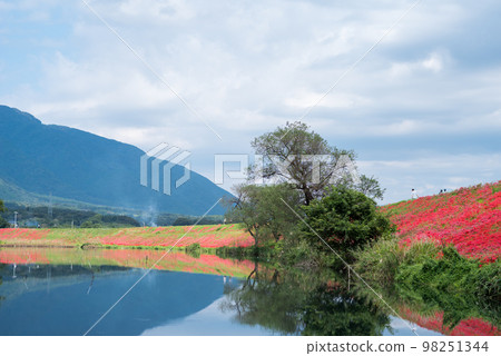 【彼岸花】津谷川堤上盛開的紅蜘蛛百合 【彼岸花】津谷川堤上盛開的紅蜘蛛百合 98251344
