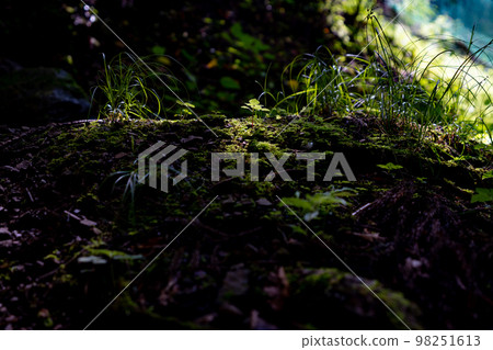 陽光葉子和新鮮的綠色 陽光葉子和新鮮的綠色 98251613