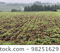 Sweet potato root rot damage 98251629
