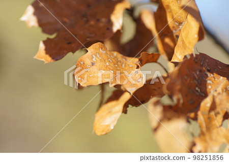 Sawtooth oak leaves late December 98251856