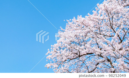 櫻桃樹 櫻桃樹 98252049