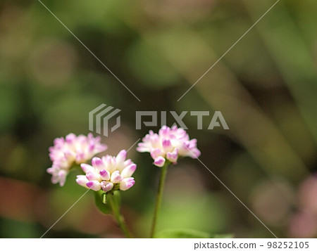 米佐巴花的特寫 米佐巴花的特寫 98252105