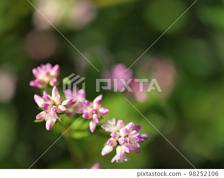Close-up of Mizosoba flower 98252106