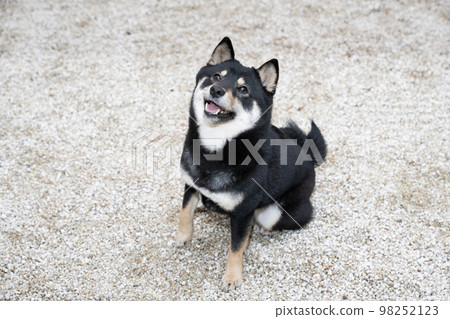 A black Shiba Inu sitting in a white stone garden A black Shiba Inu sitting in a white stone garden 98252123